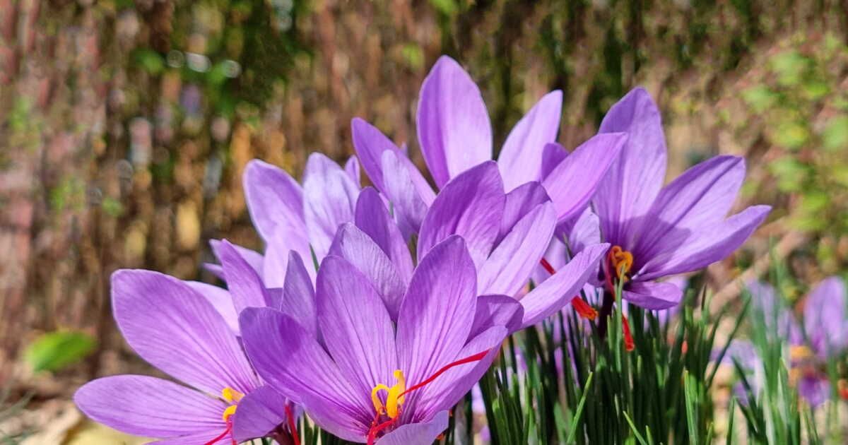 Les secrets colorés des teintures naturelles : 6 plantes incontournables