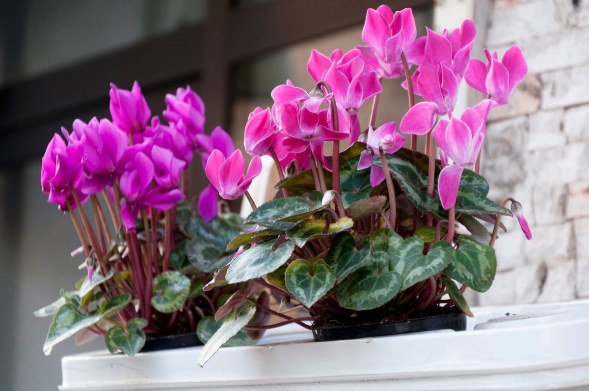 un geste simple pour une floraison éclatante des cyclamens en automne