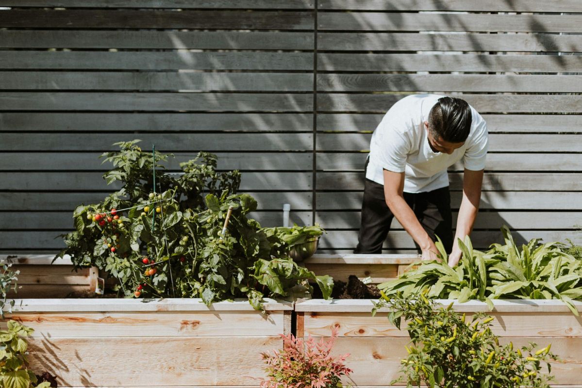Les trois légumes rustiques à semer fin août pour un potager d'automne réussi