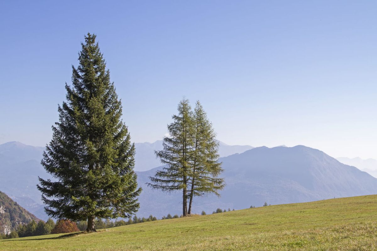 Cultiver un sapin : conseils pour le planter et le choisir
