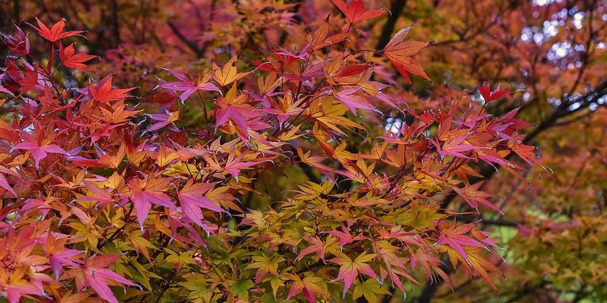 L'érable du Japon : un trésor de couleurs et d'élégance pour votre jardin