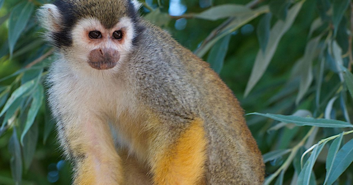 Le vol audacieux de singes-écureuils à la Londe : procès à Toulon pour les trois suspects