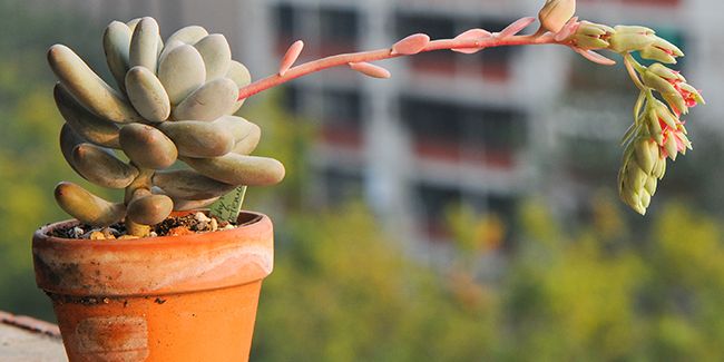 La plante dragée : une succulente aux feuilles uniques à découvrir