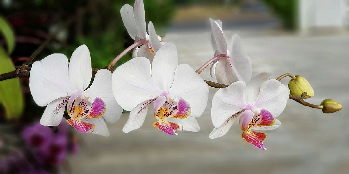 Les orchidées : trésors exotiques à cultiver chez soi