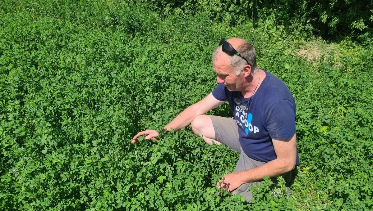 Des agriculteurs picards adoptent la luzerne pour lutter contre la chaleur estivale