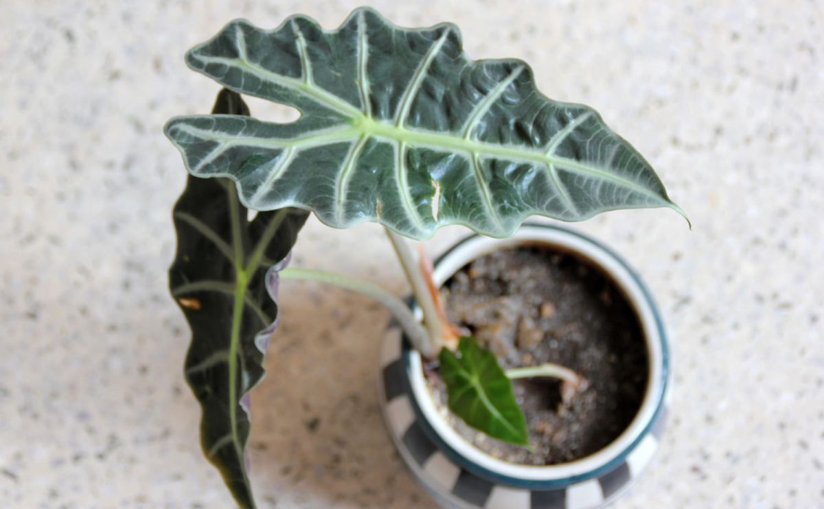 Alocasia : variétés, entretien, exposition de la plante oreilles d'éléphant