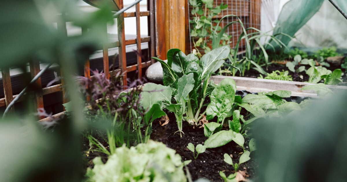 Découvrez la plante anti-moustiques idéale pour vos jardinières cet été
