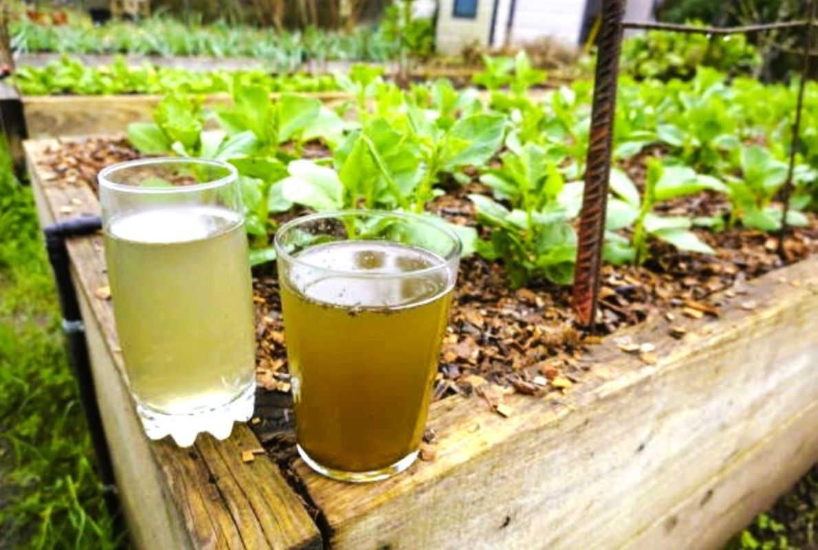 Le purin de consoude : la potion magique pour un jardin florissant
