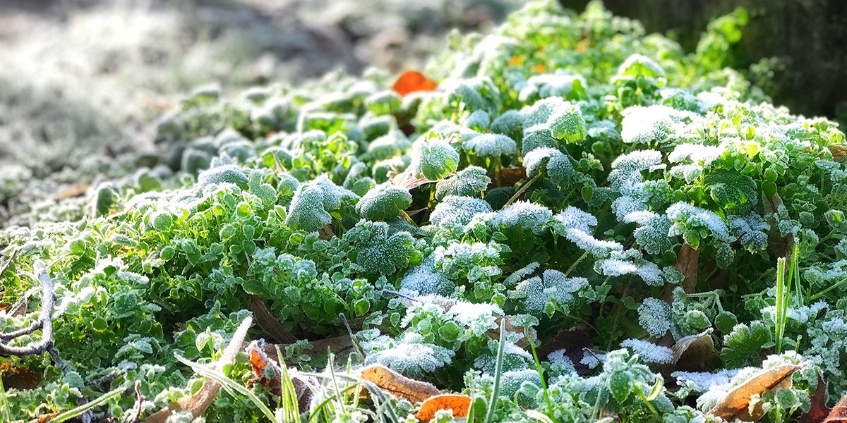 Préparer son jardin pour l'hiver : 13 étapes essentielles à ne pas manquer