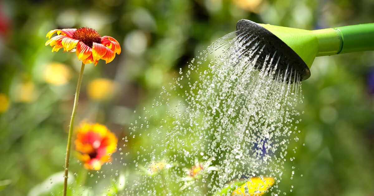 Apprenez à arroser votre jardin comme un pro cet été