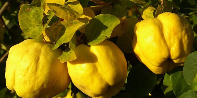 À la découverte du cognassier : un arbre au parfum enchanteur du coing