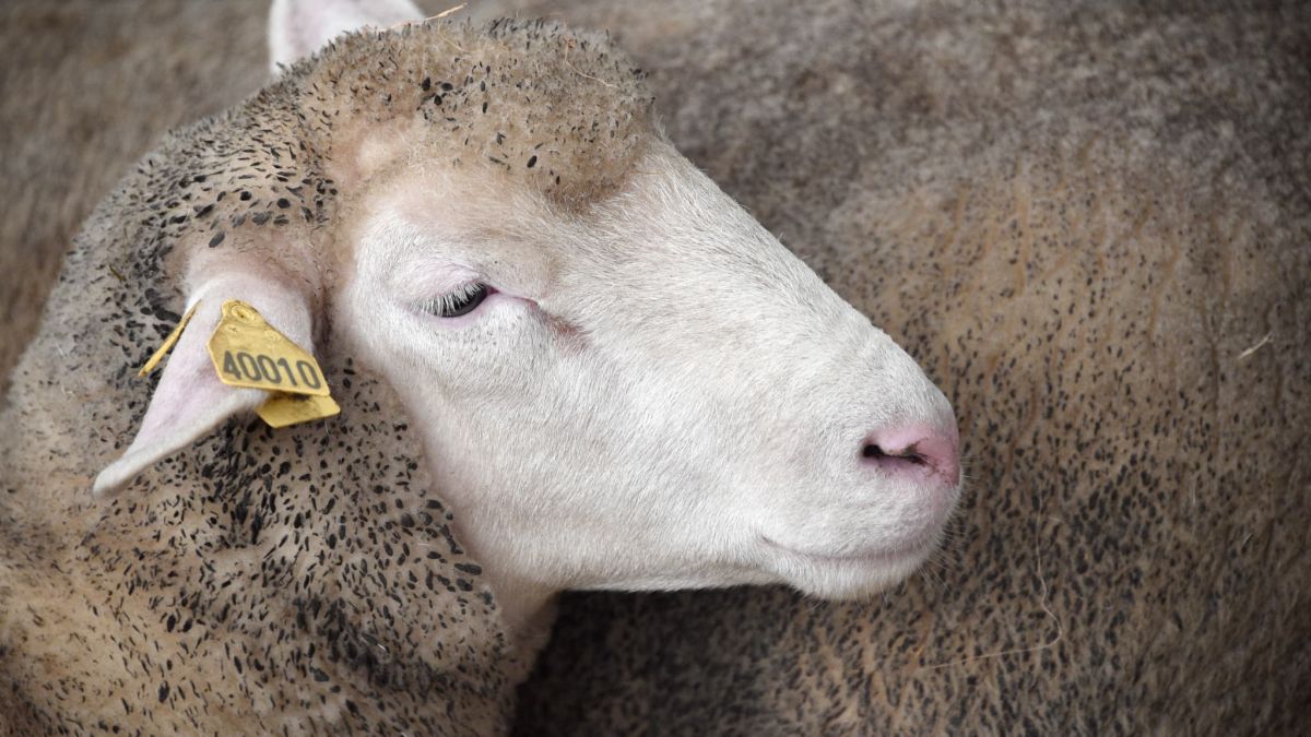 Une plainte choquante : un élève en lycée agricole accusé de zoophilie