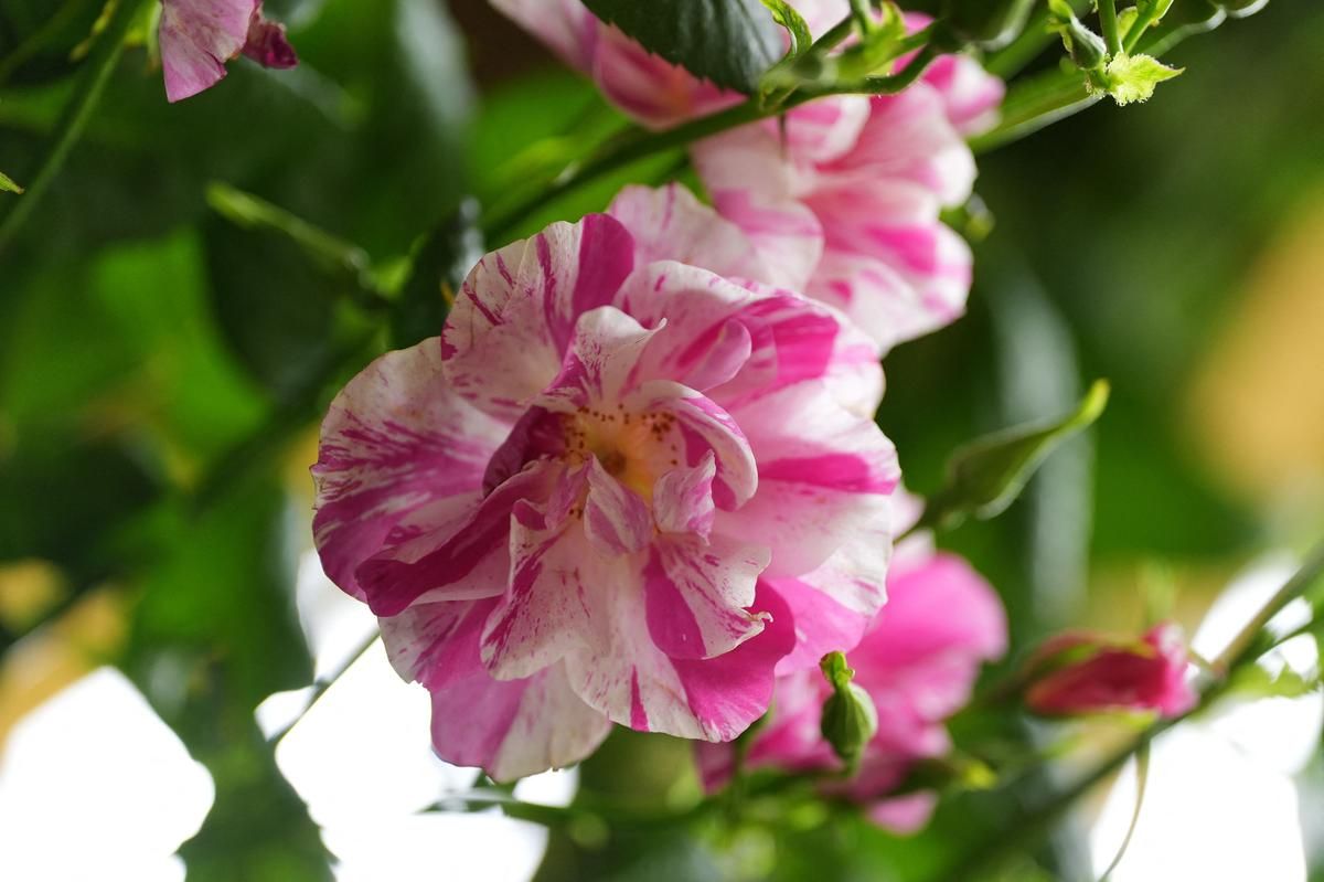 Meurtre en plein jardinage : les sombres secrets d'un divorce explosif