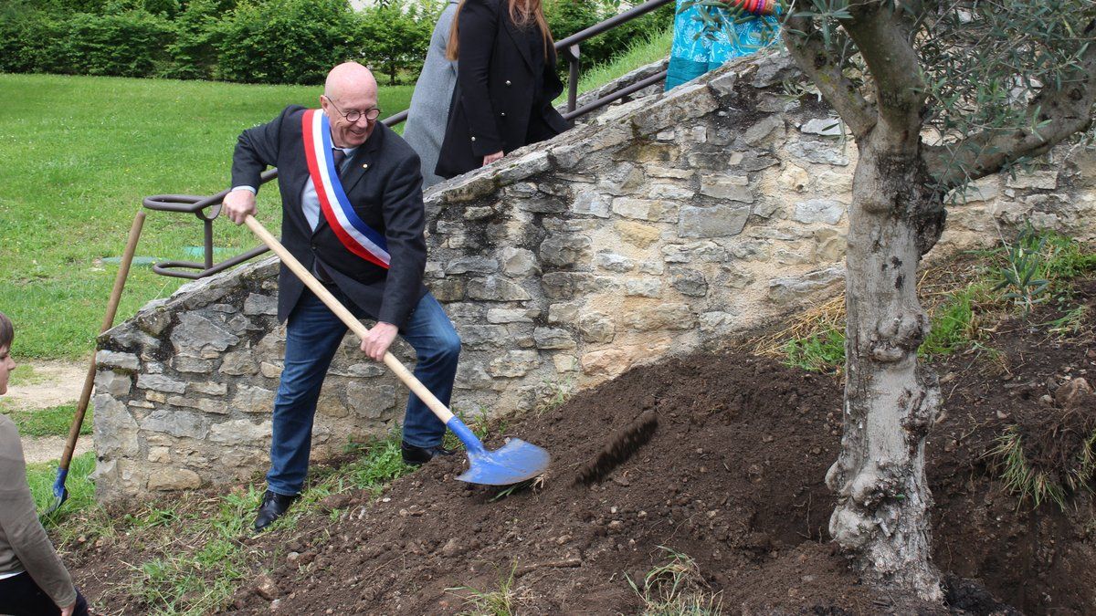 Capdenac : un olivier pour symboliser l'avenir de la commune