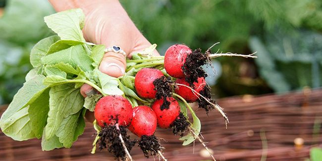 Cultiver son jardin en toute autonomie