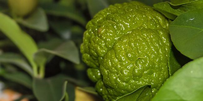 À la découverte du combava, l'agrume aux mille saveurs