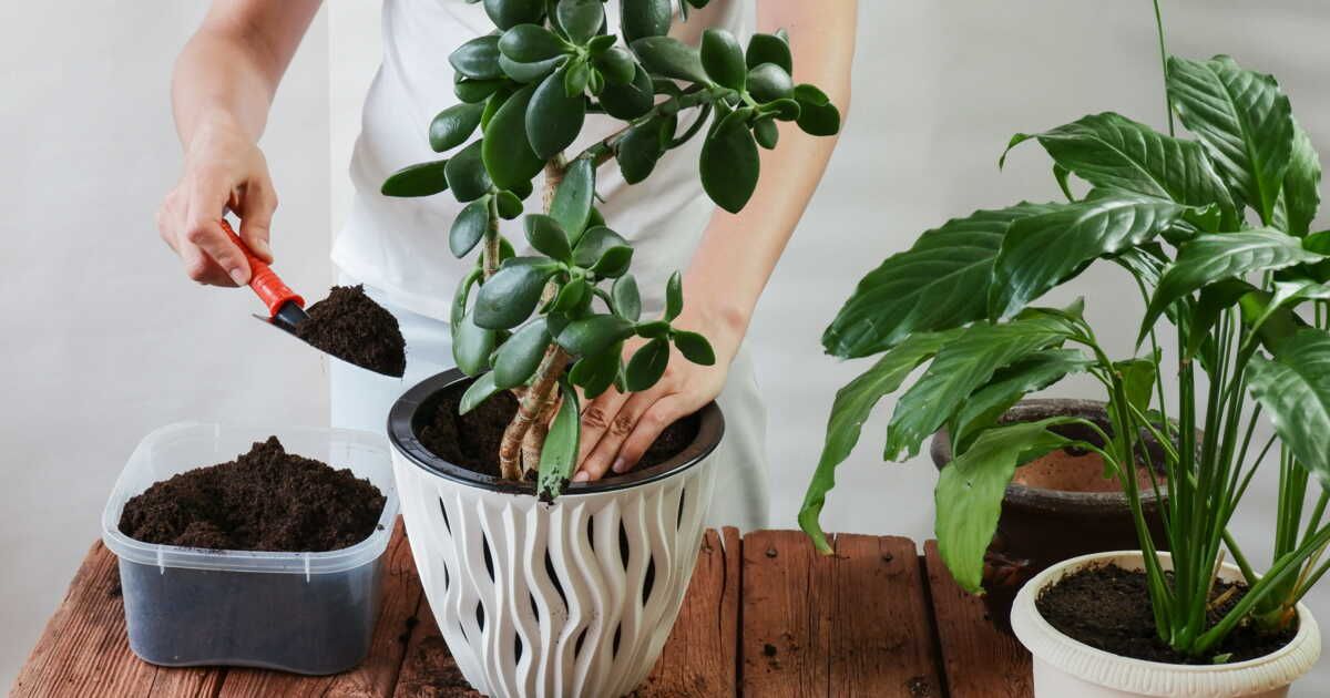 Les bienfaits insoupçonnés de la tourbe au jardin
