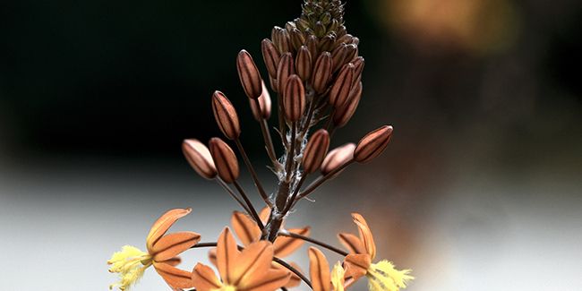 La bulbine jaune : une succulente rayonnante pour jardins secs