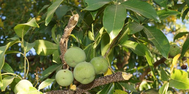 Sapote blanche (Casimiroa edulis), pommier mexicain