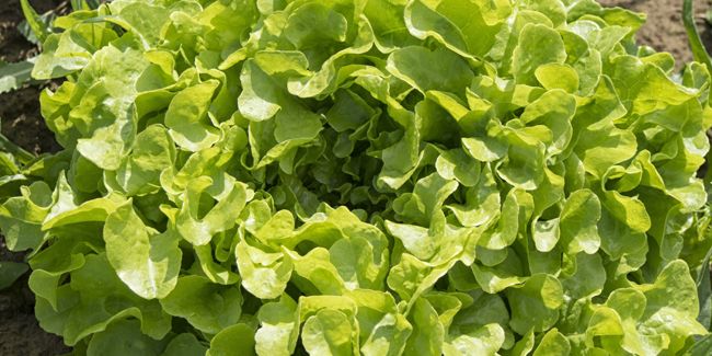 La laitue feuille de chêne (Lactuca sativa var. crispa)