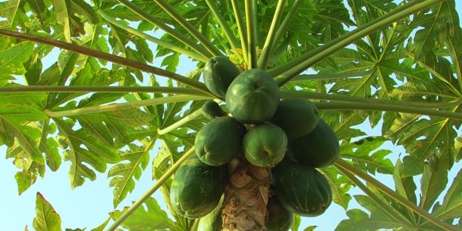 La papaye : un trésor antioxydant au jardin