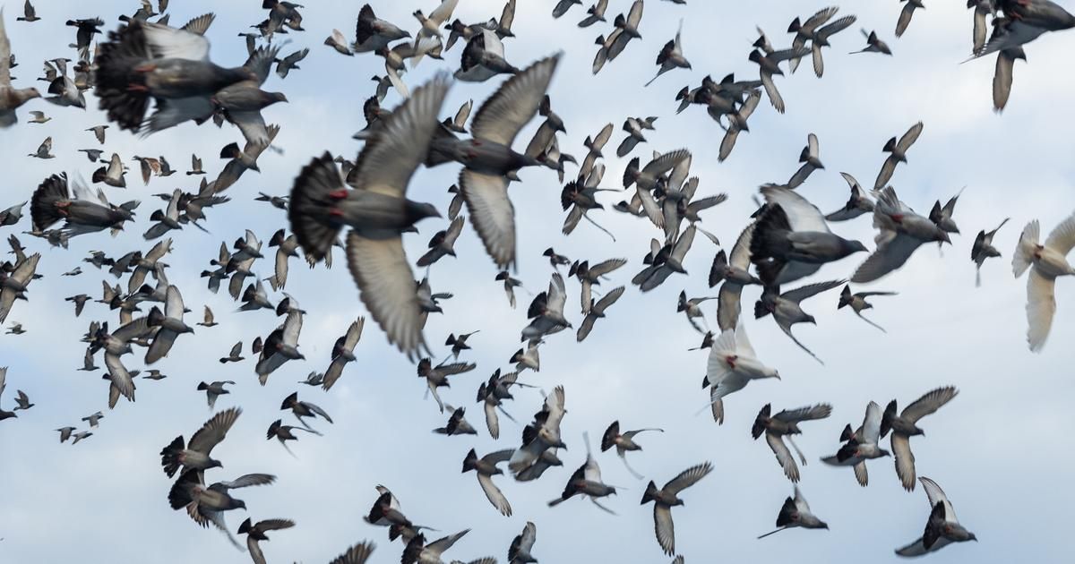 Des scientifiques révèlent le secret de la navigation des pigeons voyageurs