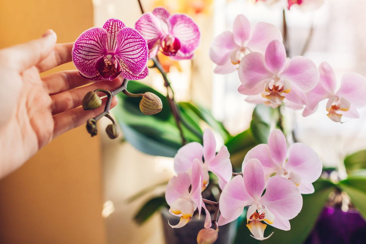 Le rempotage idéal pour une orchidée épanouie