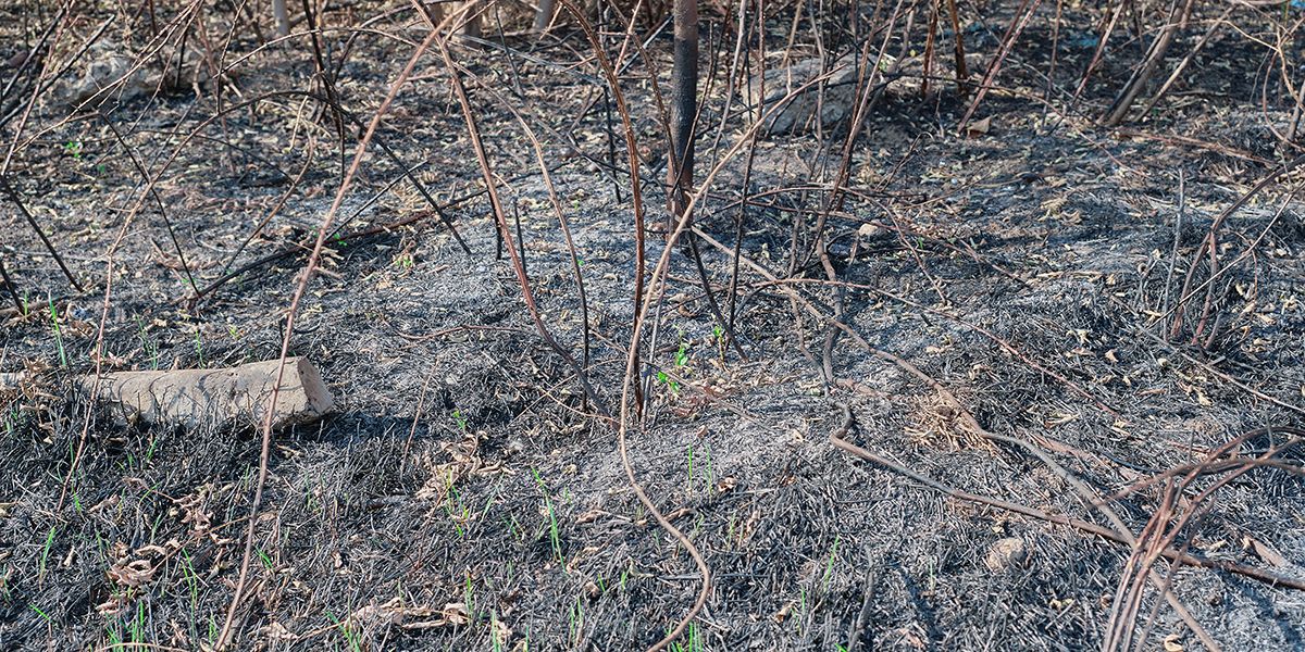 Recréer son jardin après un incendie : guide pratique