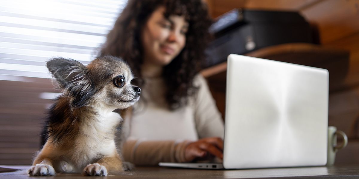 l'assurance animale la plus abordable en 2025 : les meilleures options dévoilées