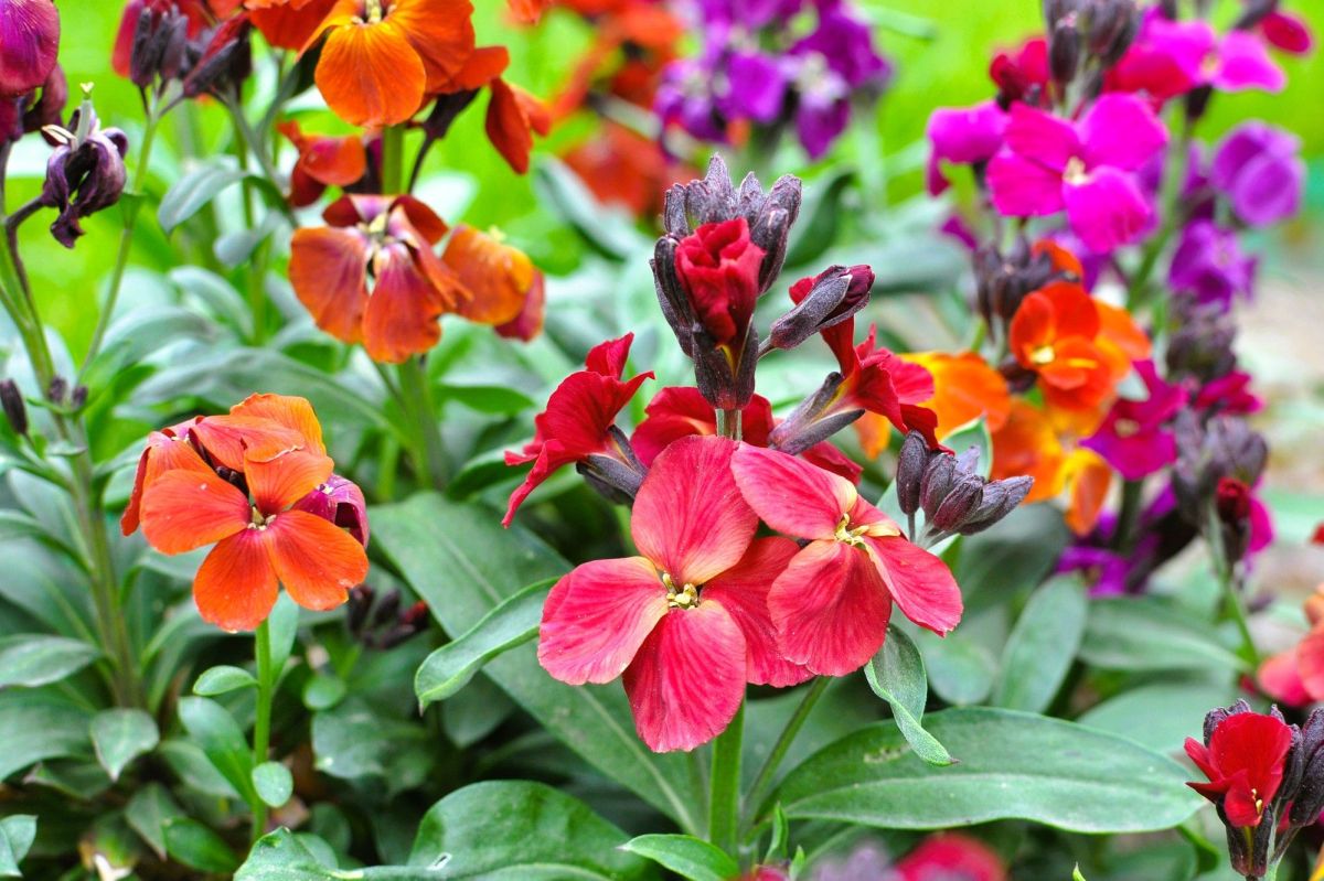 La giroflée des murailles, la plante miracle qui embellit votre jardin