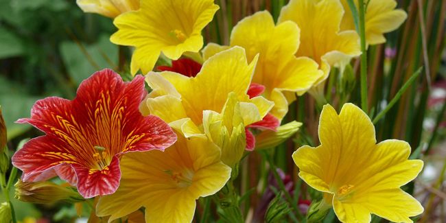 Salpiglossis à fleurs changeantes (Salpiglossis sinuata)