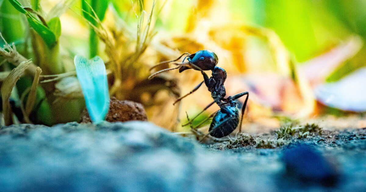 L'importance d'un hôtel à insectes dans votre jardin : bénéfices et réserves