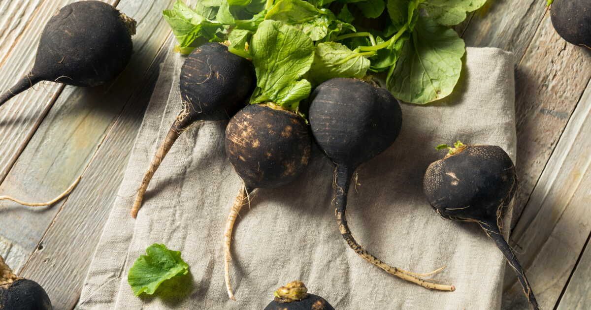 Les vertus insoupçonnées du radis noir : le super-aliment détox à adopter