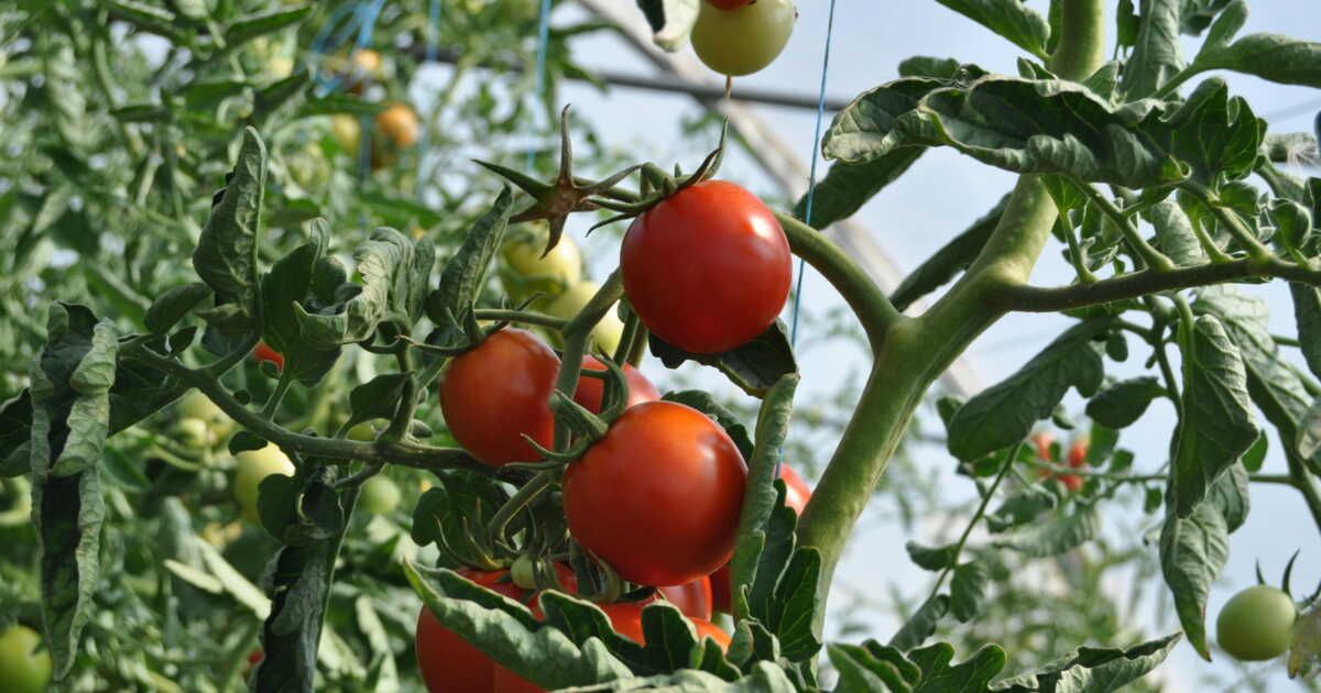 sauvez vos tomates : luttez contre le cul noir avec ces conseils experts