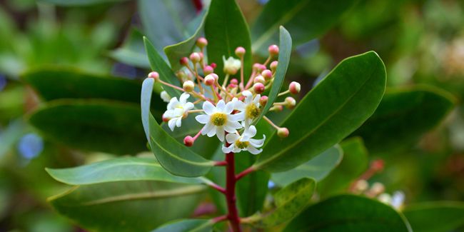 Drimys (Drimys winteri) : l'arbuste aromatique fascinant