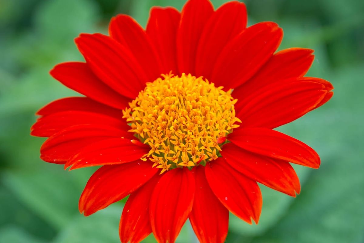 Cosmos : secrets d'une floraison éclatante