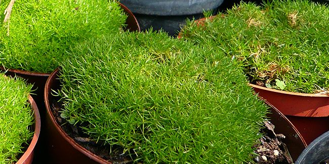 Scléranthe : la belle plante qui imite la mousse