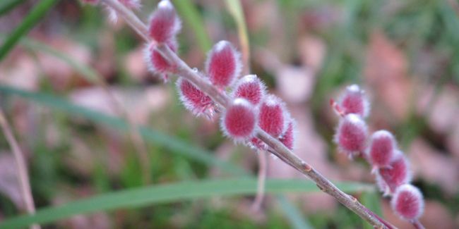 Le saule japonais à chatons roses : une touche de couleur printanière