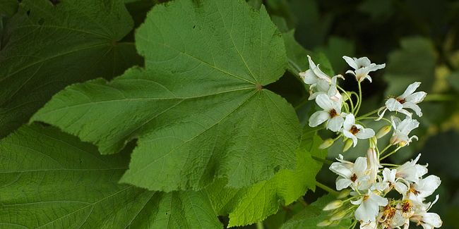 Tilleul d'appartement (Sparmannia africana), une perle verte à la maison