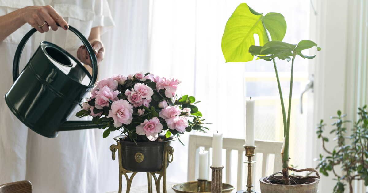Les secrets pour chouchouter votre azalée