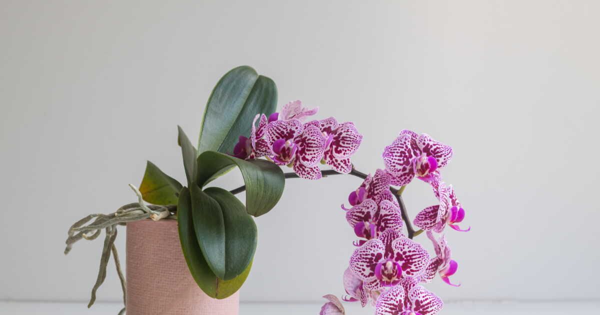 L'art d'arroser vos orchidées : astuces pratiques pour les garder en pleine santé