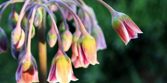 L'ail de Bulgarie : une floraison captivante aux délicates ombelles