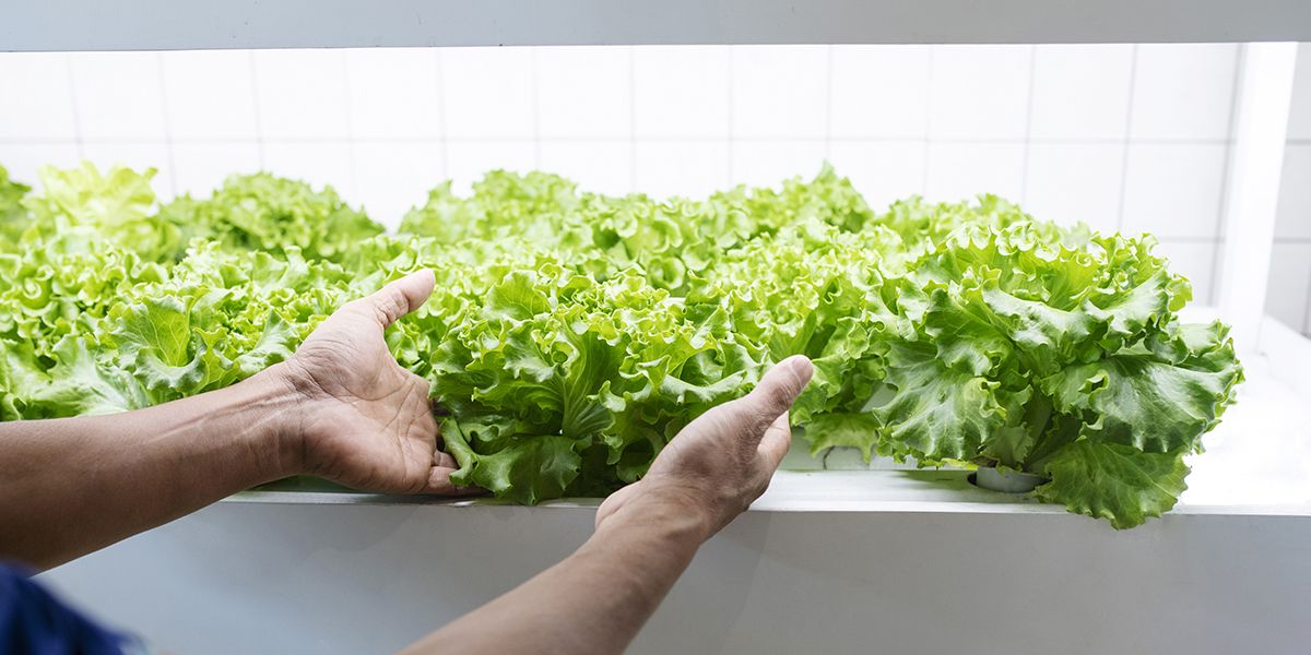 Dépoussiérer le jardinage : la culture hydroponique à la loupe