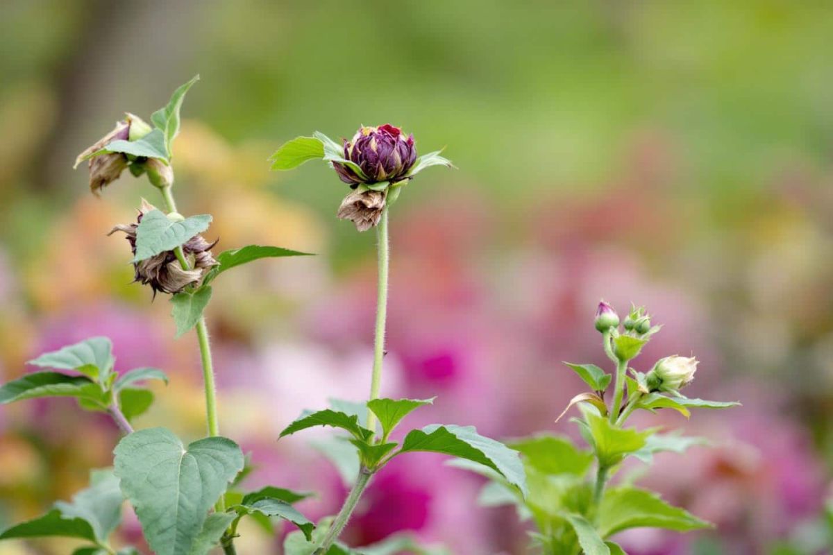 Des dahlias sans fleurs ? Découvrez l'astuce des horticulteurs pour une floraison éclatante