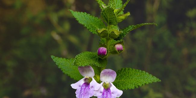 Mélitte à feuilles de mélisse (Melittis melissophyllum) ou mélisse des bois