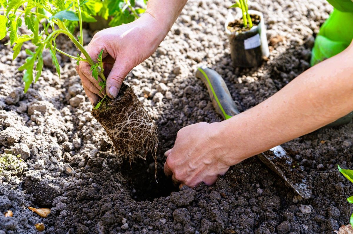 Boostez vos tomates cet été : le geste essentiel à ne pas négliger