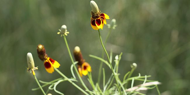 Le chapeau mexicain : une étoile de la résistance face à la sécheresse