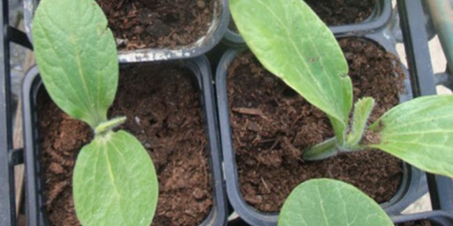 Semer et cultiver le potiron : guide pratique pour un potager réussi