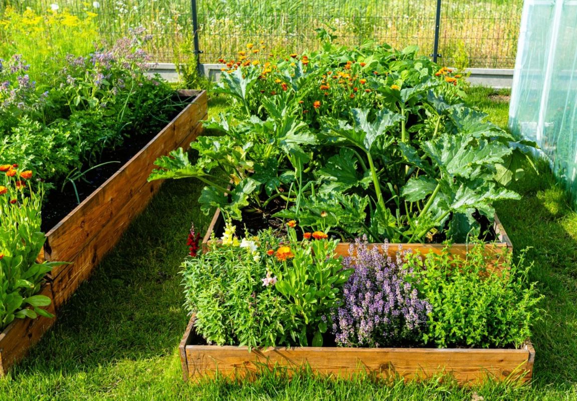 cultivez un potager magique : des plantes qui coopèrent et séduisent les pollinisateurs