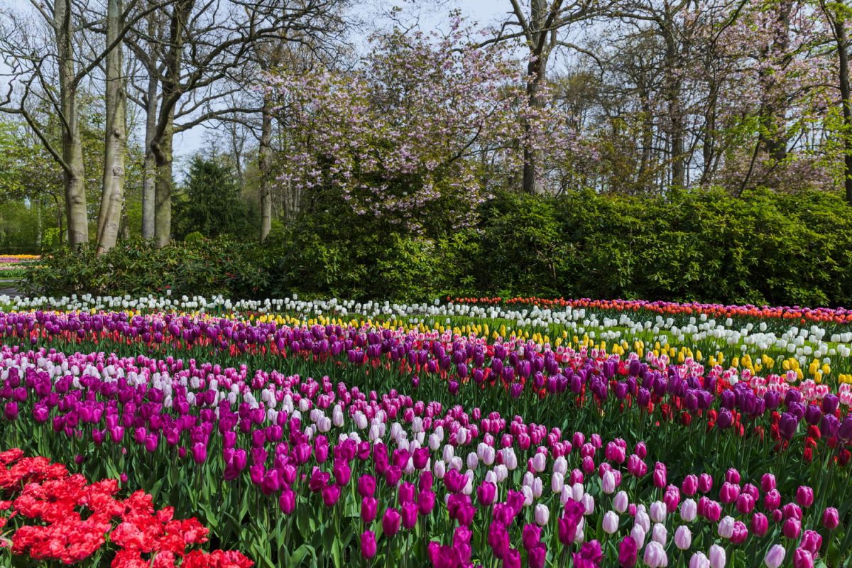 la tulipe angélique, l'incontournable des jardins printaniers
